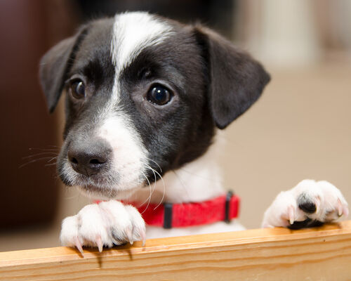 37458818812_7eb87aaf74_b