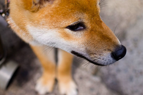 犬の可愛らしい行動の甘噛みの対処方のご紹介です アニマルコミュニケーションのコラム一覧 オンラインアニマルコミュニケーション Mocomoon