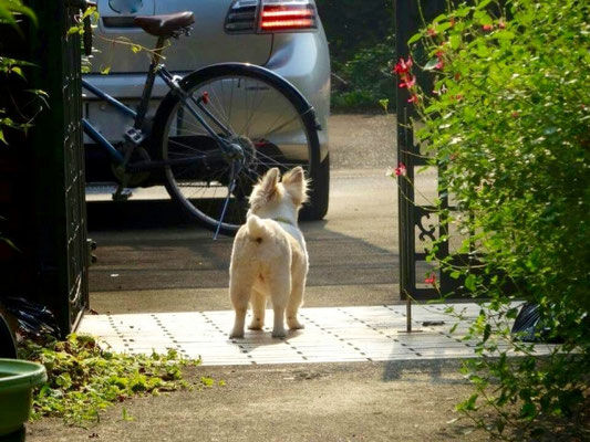 しつけについて学んでおく